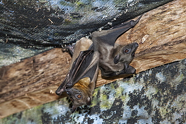 Madagascar Flying Fox (Madagascar Fruit Bat) (Pteropus rufus) hanging in a barn, Madagascar, Africa