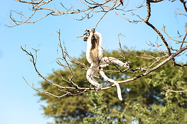 Verreaux's sifaka (Propithecus verreauxi) jumping, Berenty Nature Reserve, Fort Dauphin, Toliara Province, Madagascar, Africa