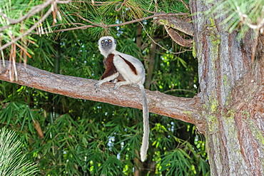 Coquerel's Sifaka (Propithecus coquereli), Madagascar, Africa