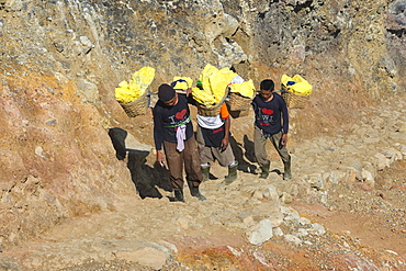 Sulphur carriers climbing out of Kawah Ijen volcano (Ijen crater), Banyuwangi, East Java, Indonesia, Southeast Asia, Asia