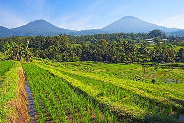 Rice terraces, Jatiluwih, UNESCO World Heritage Site, Bali, Indonesia, Southeast Asia, Asia