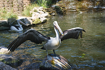 Australian pelican (Pelecanus conspicillatus), Bali Bird Park, Indonesia, Southeast Asia, Asia