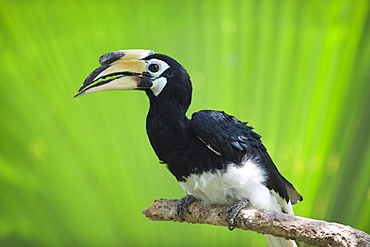 Southern pied-hornbill (Anthracoceros convexus), Bali Bird Park, Indonesia, Southeast Asia, Asia