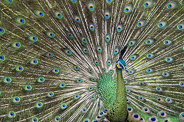 Java green peafowl (Pavo muticus), Bali Bird Park, Indonesia, Southeast Asia, Asia