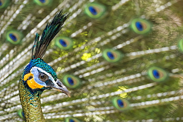 Java green peafowl (Pavo muticus), Bali Bird Park, Indonesia, Southeast Asia, Asia