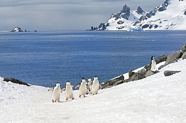 Chinstrap penguins (Pygoscelis Antarctica) walking up a glacial ice cap, Half Moon Island, South Shetland Island, Antarctic Peninsula, Antarctica, Polar Regions 