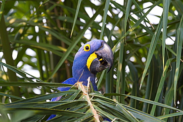 Hyacinth macaw (Anodorhynchus hyacinthinus) eating nuts, Pantanal, Mato Grosso, Brazil, South America