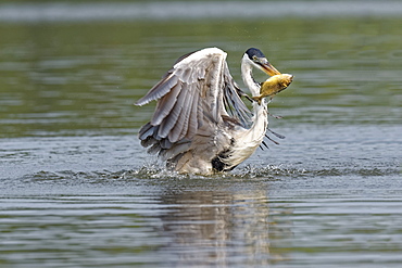 White-necked heron (Cocoi heron) (Ardea cocoi) fishing, Pantanal, Mato Grosso, Brazil, South America