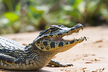 Young Yacare caiman (Caiman yacare), Cuiaba river, Pantanal, Brazil, South America