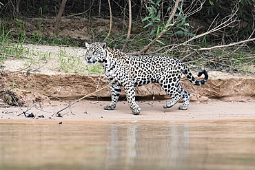 Jaguar (Panthera onca) on a riverbank, Cuiaba river, Pantanal, Mato Grosso, Brazil, South America