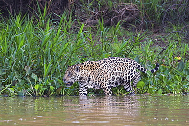 Jaguar (Panthera onca) in the water, Cuiaba river, Pantanal, Mato Grosso, Brazil, South America