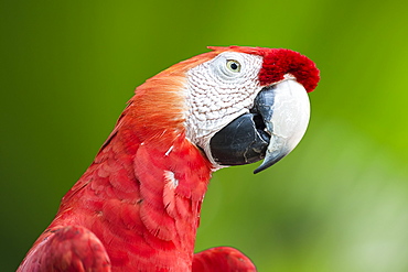 Scarlet Macaw (Ara macao), Amazon, Brazil, South America