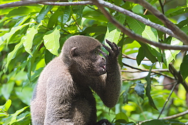 Brown woolly monkey (Lagothrix lagotricha), Amazon state, Brazil, South America