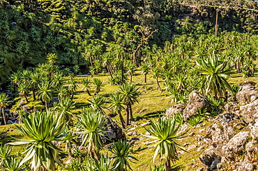 Giant lobelia (Lobelia rhynchopetalum), Simien Mountains National Park, UNESCO World Heritage Site, Amhara region, Ethiopia, Africa 