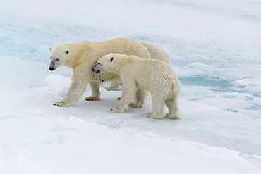 Mother polar bear (Ursus maritimus) walking with a cub on a melting ice floe, Spitsbergen Island, Svalbard archipelago, Arctic, Norway, Scandinavia, Europe