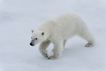 Polar bear cub (Ursus maritimus) walking on a melting ice floe, Spitsbergen Island, Svalbard archipelago, Arctic, Norway, Scandinavia, Europe