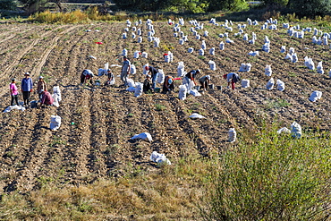 Potato harvesting, Atskuri, Samtskhe-Javakheti region, Georgia, Central Asia, Asia