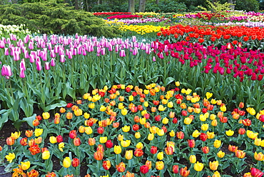 Flower garden with multi-coloured tulips in bloom, Keukenhof Gardens Exhibit, Lisse, South Holland, The Netherlands, Europe