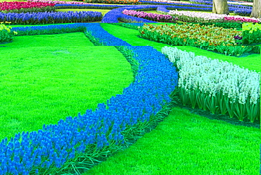 Flower garden with multi-coloured tulips and grape hyacinths in bloom, Keukenhof Gardens, Lisse, South Holland, The Netherlands, Europe