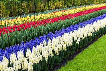 Rows of multi-coloured tulips and hyacinths in bloom, Keukenhof Gardens Exhibit, Lisse, South Holland, The Netherlands, Europe