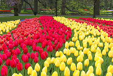 Rows of multi-coloured tulips in bloom, Keukenhof Gardens Exhibit, Lisse, South Holland, The Netherlands, Europe