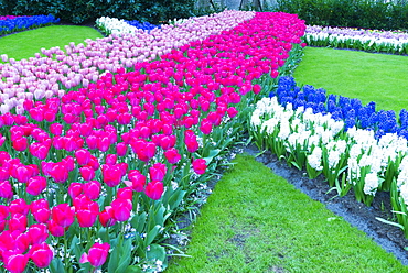 Rows of multi-coloured tulips and hyacinths in bloom, Keukenhof Gardens Exhibit, Lisse, South Holland, The Netherlands, Europe