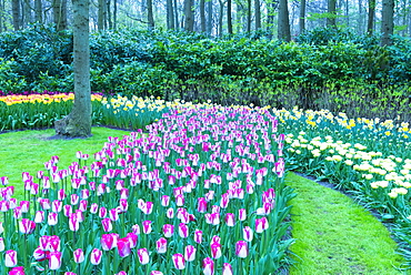 Rows of multi-coloured tulips in bloom, Keukenhof Gardens Exhibit, Lisse, South Holland, The Netherlands, Europe