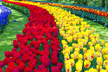 Tulips in Keukenhof Gardens, Lisse, Netherlands, Europe