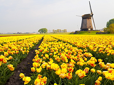 Windmill and tulip field near Schermerhorn, North Holland, Netherlands, Europe