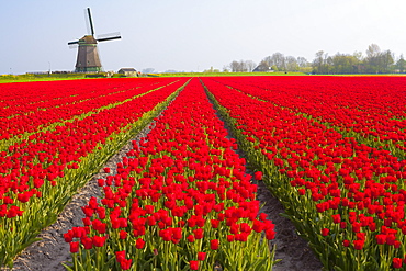 Field of tulips and windmill, near Obdam, North Holland, Netherlands, Europe