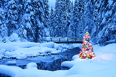 Christmas Tree beside a Stream, Emerald Lake, Yoho National Park, British Columbia, Canada, North America