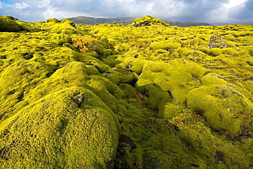 Landscape of lava covered in moss, South Iceland, Polar Regions