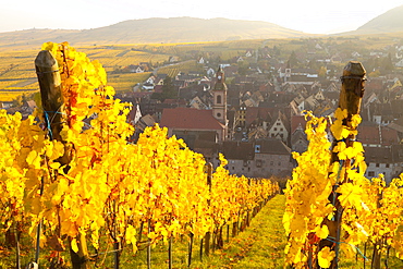 View of Riquewihr and vineyards in autumn, Riquewihr, Alsace, France, Europe 