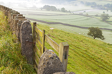 Gate in stone wall and field, near Burnsall, Yorkshire Dales National Park, Yorkshire, England, United Kingdom, Europe 