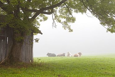 Cattle in fog, near Fussen, Bavaria, Germany, Europe 