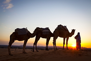 Camel driver, Sahara Desert, Merzouga, Morocco, North Africa, Africa