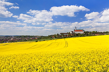 Rape field and Benedictine Abbey, Neresheim, Swabian Alb, Baden Wurttemberg, Germany, Europe 