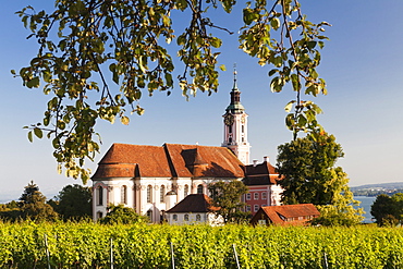 Vineyards and pilgrimage church of Birnau Abbey, Unteruhldingen, Lake Constance, Baden Wurttemberg, Germany, Europe