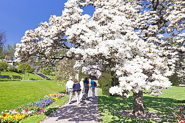 Magnolia blossom in spring, Moorish Garden, Wilhelma Zoo and Botanical Gardens, Stuttgart, Baden Wurttemberg, Germany, Europe