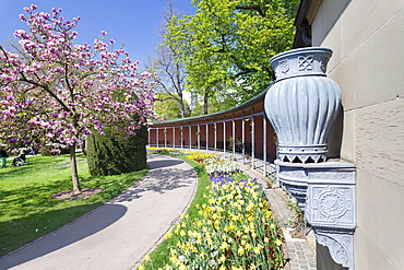 Magnolia blossom in spring, Moorish Garden, Wilhelma Zoo and Botanical Gardens, Stuttgart, Baden Wurttemberg, Germany, Europe