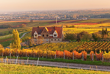 Winery in the vineyards in autumn at sunset, Burrweiler, German Wine Route, Pfalz, Rhineland-Palatinate, Germany, Europe 