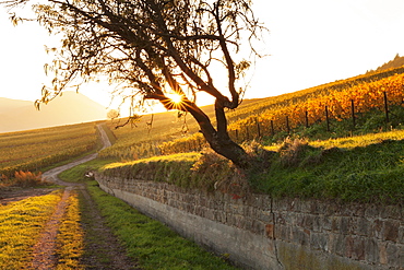 Path through vineyards in autumn at sunset, Burrweiler, German Wine Route, Pfalz, Rhineland-Palatinate, Germany, Europe 