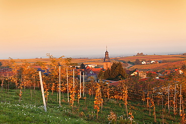 View over vineyards to the wine village Burrweiler in autumn at sunset, German Wine Route, Pfalz, Rhineland-Palatinate, Germany, Europe 