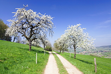 Cherry blossom at Eggenen Valley, Markgrafler Land, Black Forest, Baden Wurttemberg, Germany, Europe