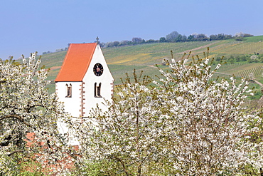 Cherry blossom in the Eggenen Valley and church tower of Obereggen, Markgrafler Land, Black Forest, Baden Wurttemberg, Germany, Europe