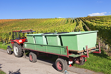 Tractor with a trailer with red wine grapes, Grape Harvest, Esslingen, Baden Wurttemberg, Germany, Europe