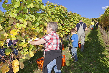 Grape harvest, Esslingen, Baden Wurttemberg, Germany, Europe