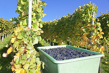 Grape harvest, Esslingen, Baden Wurttemberg, Germany, Europe