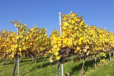 Vineyards in autumn, Esslingen, Baden Wurttemberg, Germany, Europe