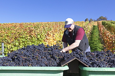 Grape harvest, Uhlbach, Stuttgart, Baden Wurttemberg, Germany, Europe